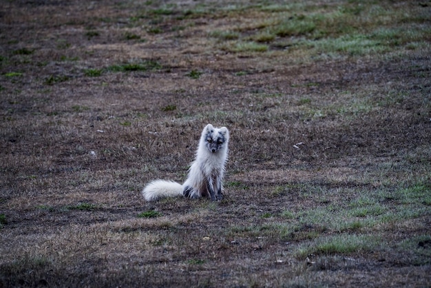 Witte vos zittend op bruine grond