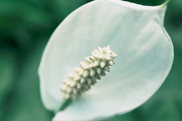 Witte vrede lelie bloem