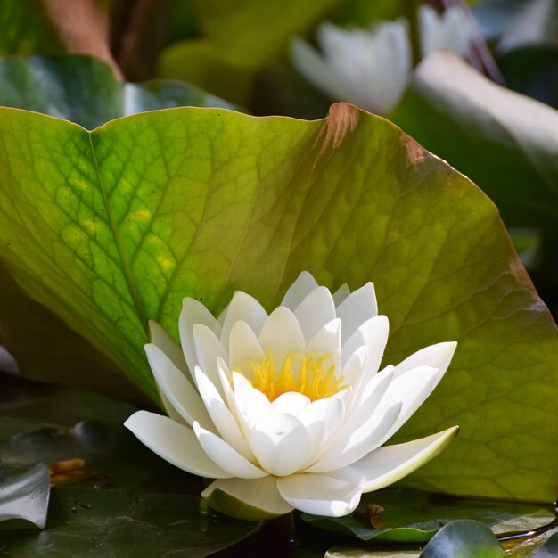 &quot;Witte waterlelie in de close-up&quot;