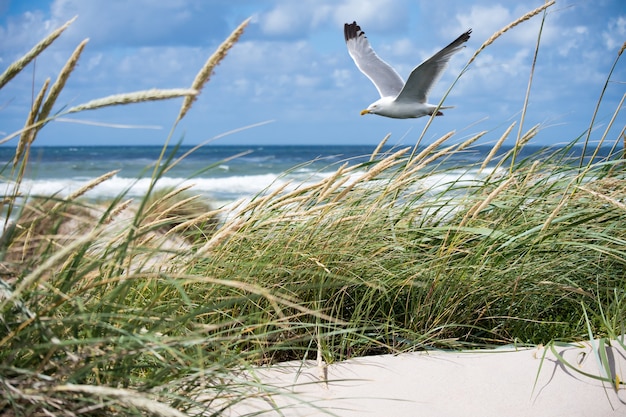 Gratis foto witte zeemeeuw die over de kust vliegt