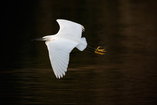Witte zeevogel die over het meer vliegt
