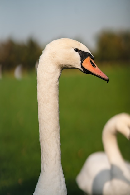 Witte zwaan in de wei