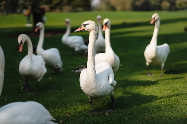 Witte zwanen rusten op het groene gras in het park. Mooie zwanen levensstijl.