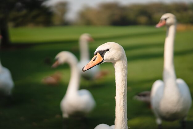 Witte zwanen rusten op het groene gras in het park.