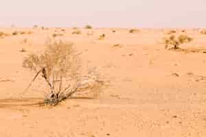 Gratis foto woestijnlandschap in marokko