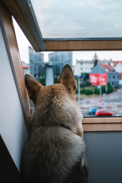 Wolfdog kijkt uit het raam