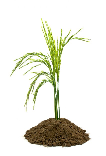 zaad zaailing groei groen wit