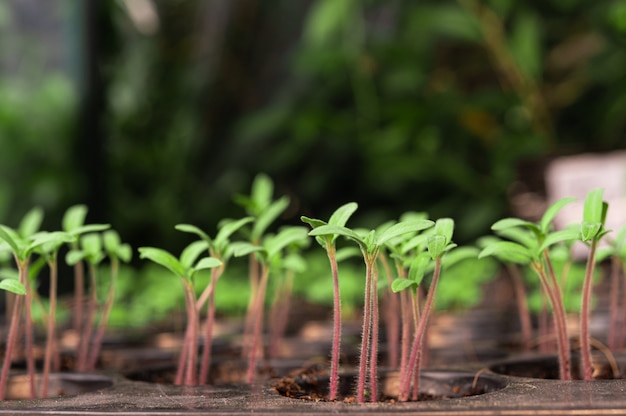 Zaailingen in de plantbak.