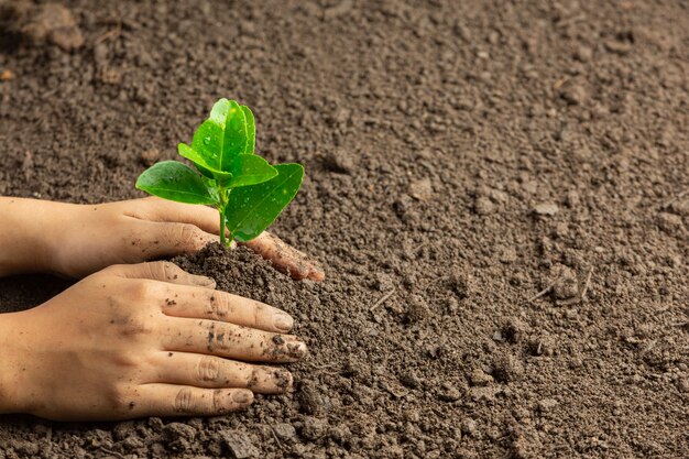 Zaailingen met de hand in de grond planten