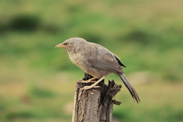 Zachte focus van een junglebabbelaar op een bos tegen een wazig veld