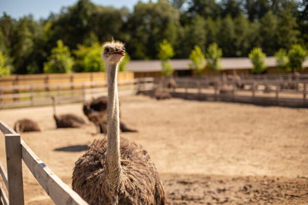 Zachte focus van een struisvogel op een boerderij op een zonnige dag