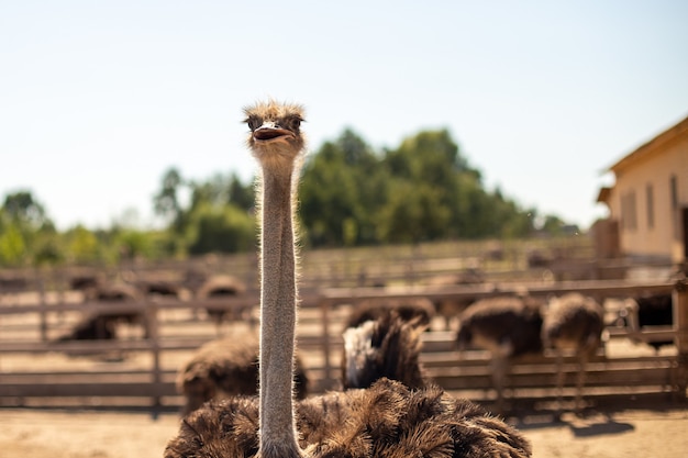 Zachte focus van een struisvogel op een boerderij op een zonnige dag