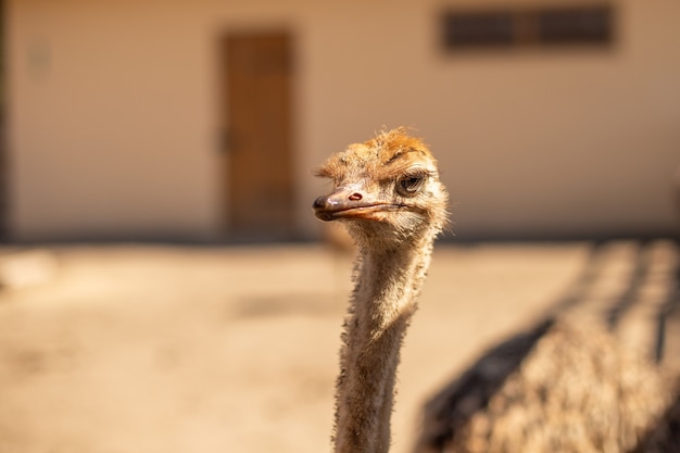 Zachte focus van een struisvogel op een boerderij op een zonnige dag