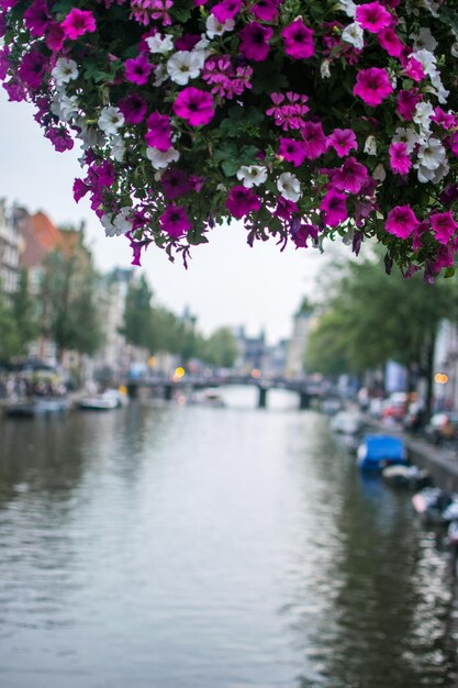 Zachte focus van prachtige petuniabloemen die bloeien boven het Amsterdamse kanaal in Nederland