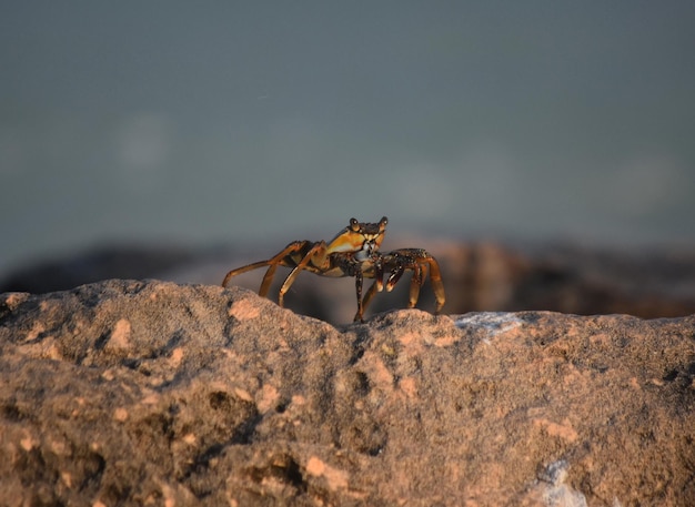 Zachte gepelde krab die bovenop een rots loopt.