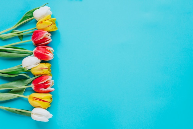 Gratis foto zachte tulpen op blauwe achtergrond