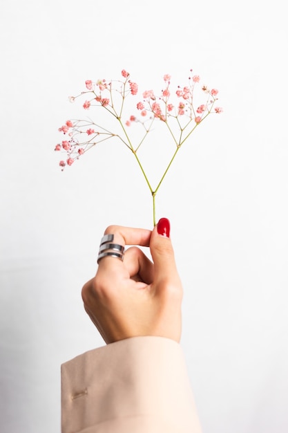 Zachte zachte foto van vrouwenhand met grote ring rode manicure houdt schattige kleine roze gedroogde bloemen op wit.