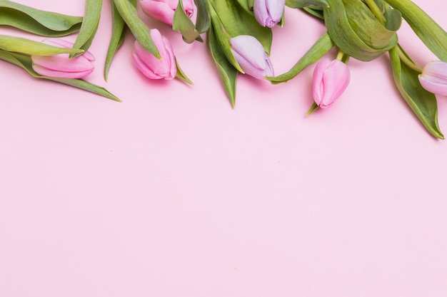 Zachtroze tulp bloemen