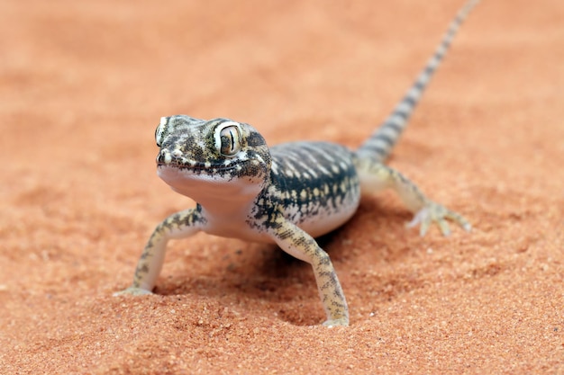 Gratis foto zandgekko koesterend in het zand close-up hoofdzandgekko stenodactylus petrii stenodactylus petrii gekko