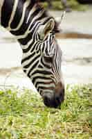 Gratis foto zebra eten