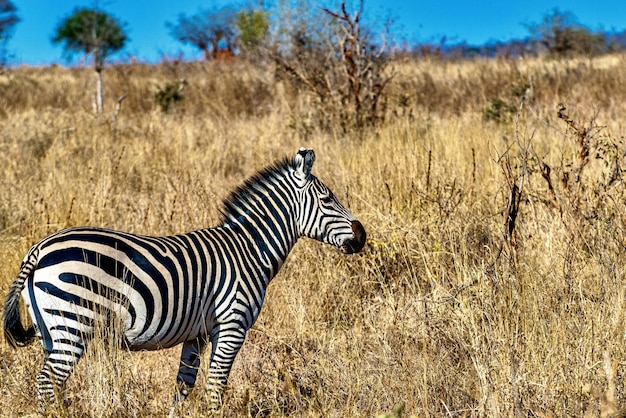 Zebra in een veld bedekt met het gras onder het zonlicht en een blauwe lucht