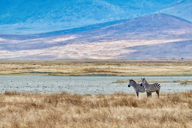 Zebra's in een veld bedekt met het gras onder het zonlicht tijdens de zonsondergang