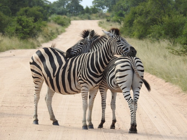 Gratis foto zebra's knuffelen elkaar midden op de weg, omringd door bomen in het zonlicht