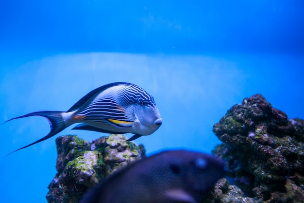 Zee tropische aquarium koraal vis