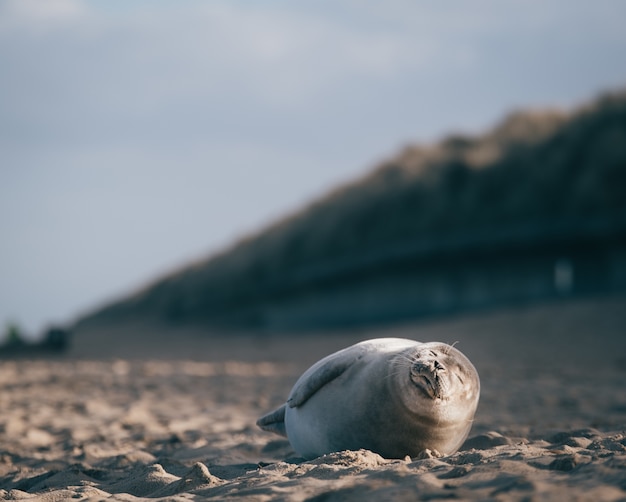 Zeehond liggend op het zand van het strand