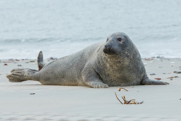 Zeehond op het strand op duineiland bij Helgoland