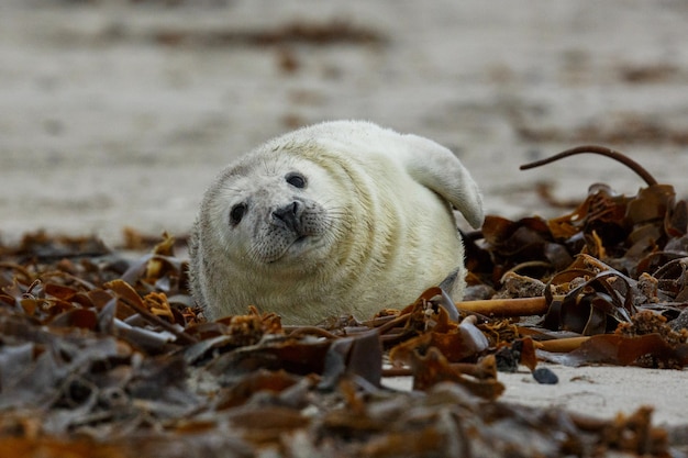 Gratis foto zeehond op het strand op duineiland bij helgoland