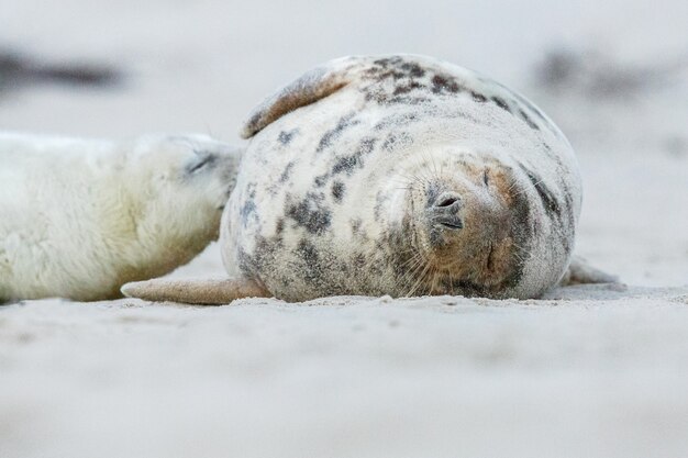 Zeehond op het strand op duineiland bij Helgoland