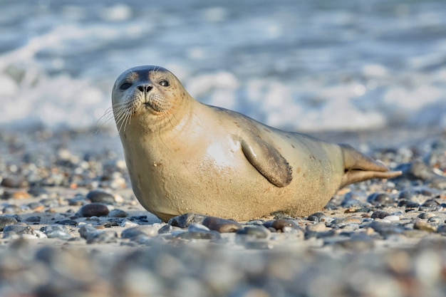 Gratis foto zeehond op het strand op duineiland bij helgoland