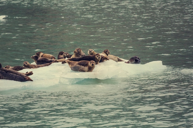 Gratis foto zeehond