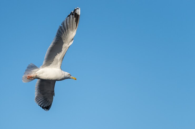 Gratis Foto zeemeeuw in de hemel