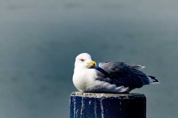 Zeemeeuw neergestreken op een houten paal