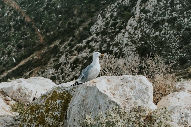 Zeemeeuw neergestreken op een rots omgeven door groen in Calp, Spanje