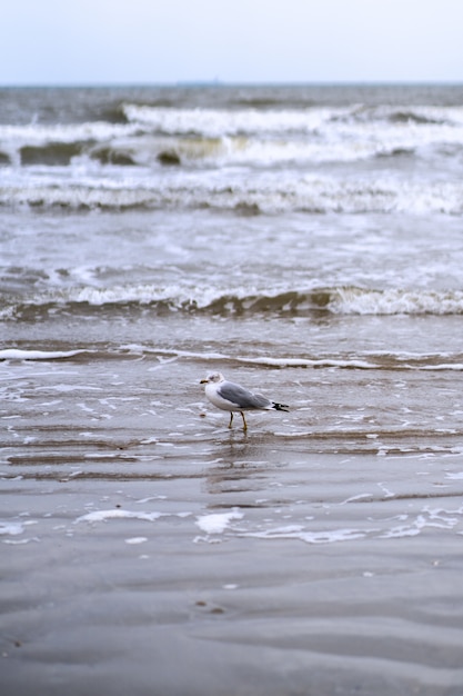 Gratis foto zeemeeuw op het strand