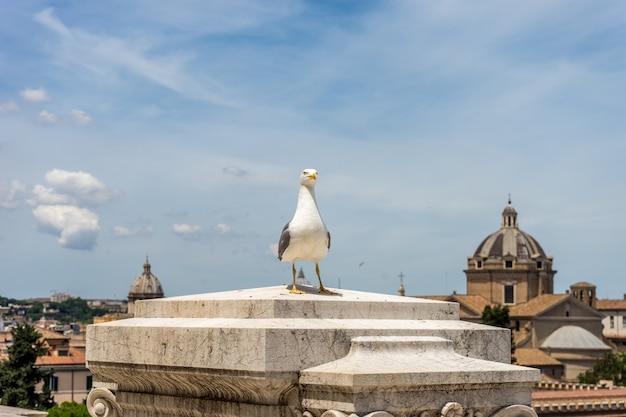 Zeemeeuw zat voor een gebouw in Rome, Italië