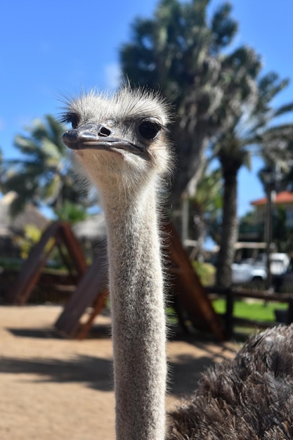 Zeer lange dunne nek op een struisvogel op Aruba.