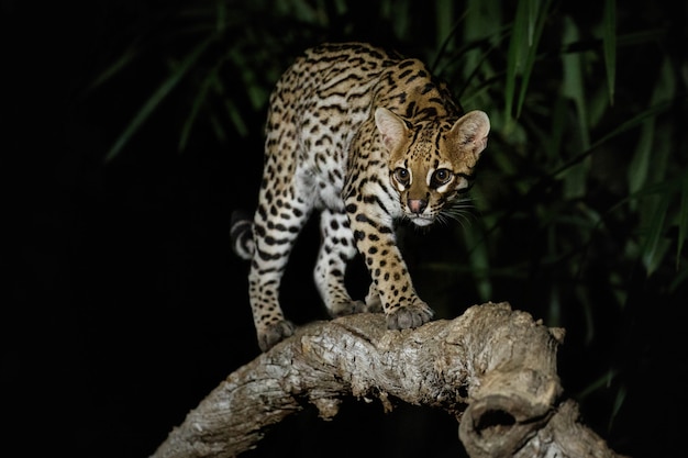 Gratis foto zeer zeldzame ocelot in de nacht van de braziliaanse jungle