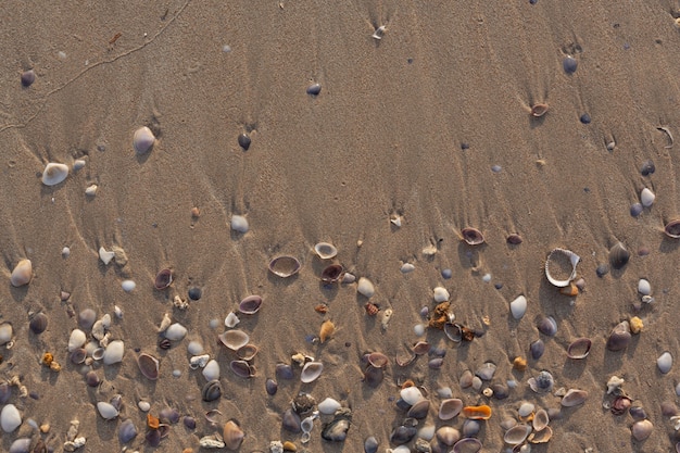 Zeeschelp op het zand op het strand