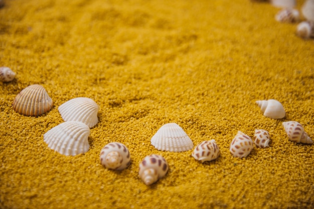 Zeeschelpen op zand