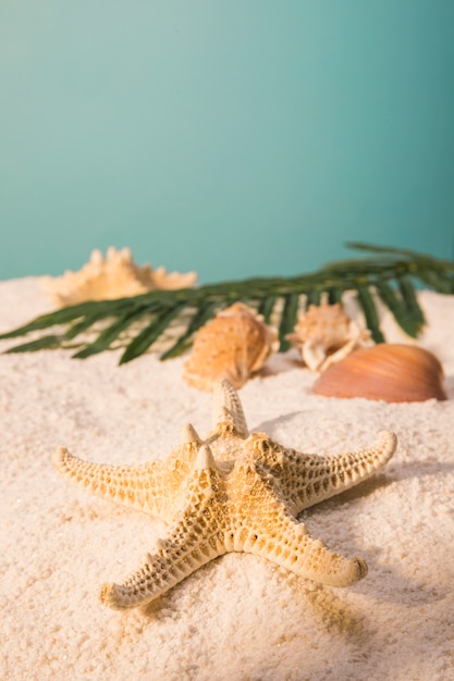 Zeester met shells en bladeren op zandig strand