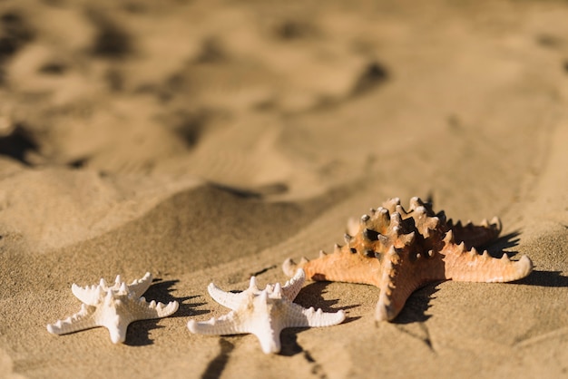 Gratis foto zeesterren op het zand