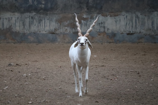 Gratis foto zeldzame albino blackbuck in een dierentuin