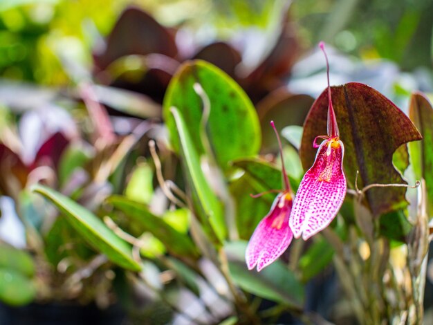 Zeldzame Colombiaanse orchidee in een groene tuin