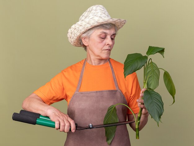 Zelfverzekerde oudere vrouwelijke tuinman die een tuinhoed draagt, een snijplanttak met een tuinschaar