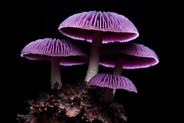 Zicht op paarse paddenstoelen in de natuur