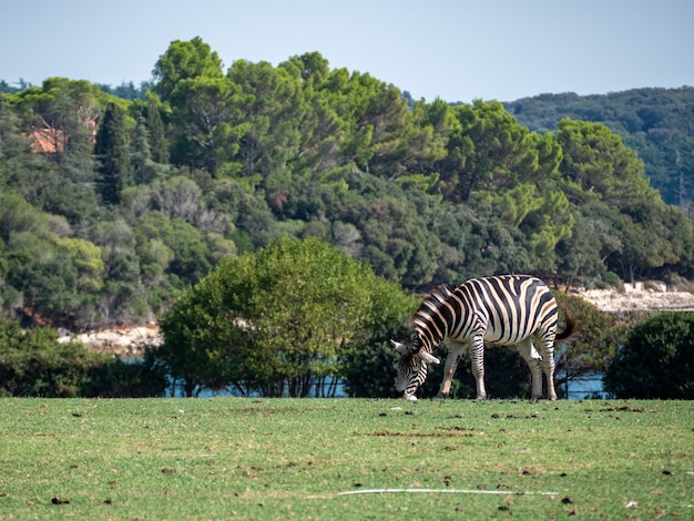 Zicht op zebra's die grazen op de grassen in een boerderij